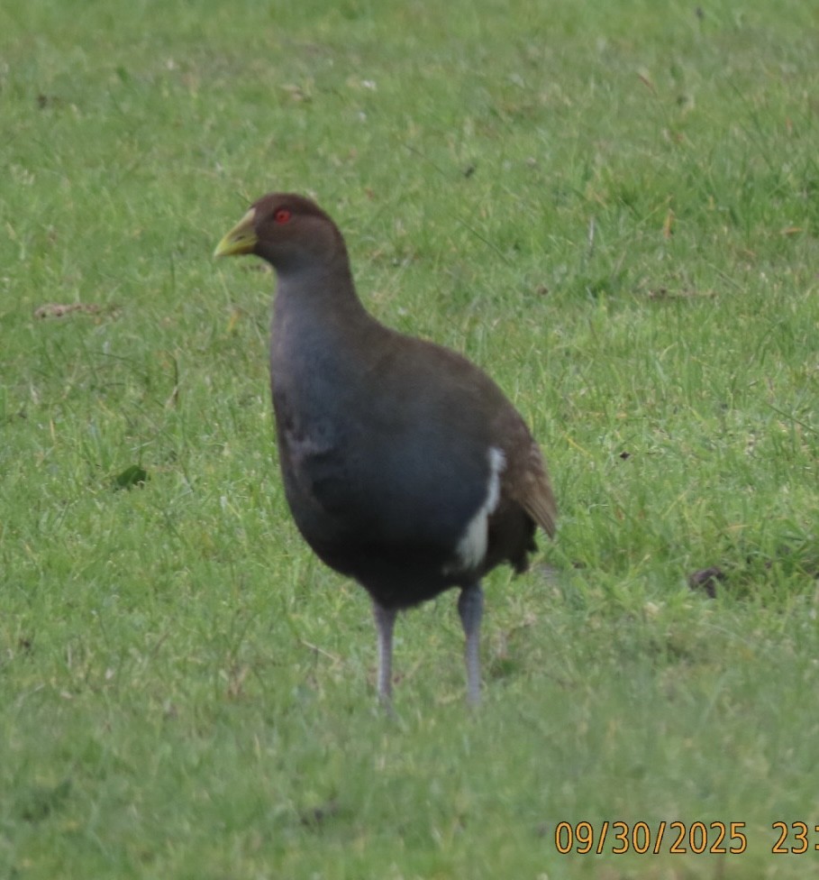 Tasmanian Nativehen - ML643084505