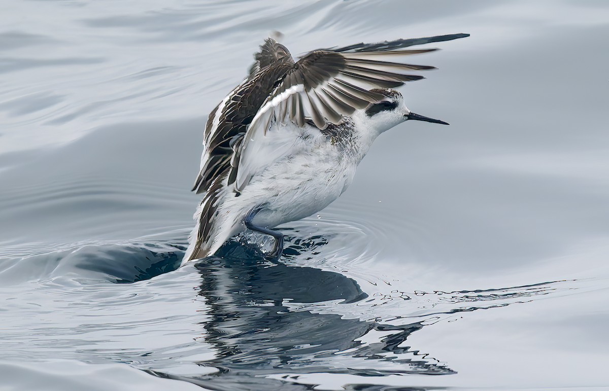 Red-necked Phalarope - ML643084514