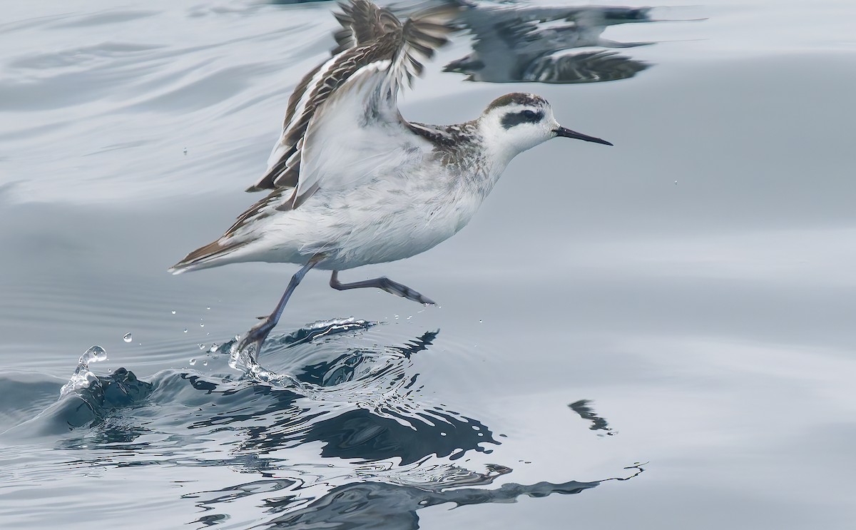 Red-necked Phalarope - ML643084515