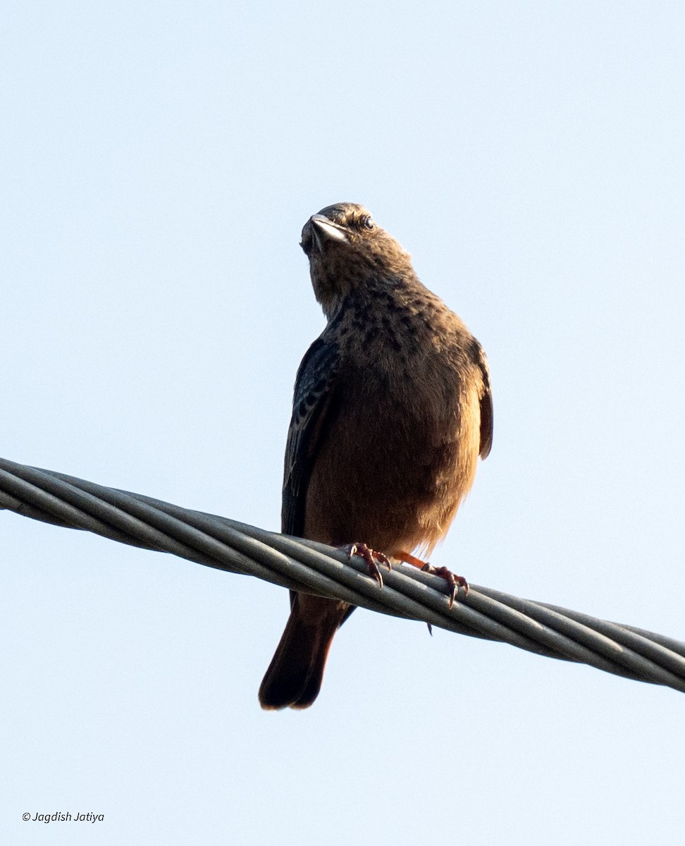 Rufous-tailed Lark - ML643084536