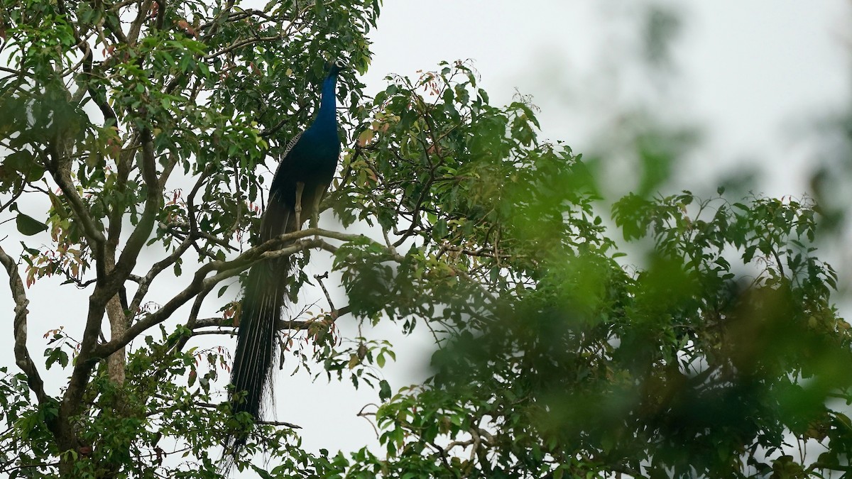 Indian Peafowl - ML643084554