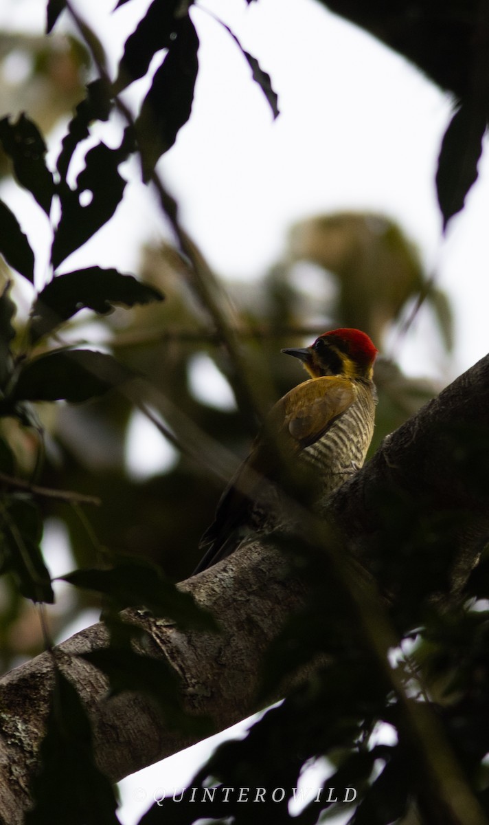 White-browed Woodpecker - ML643084556