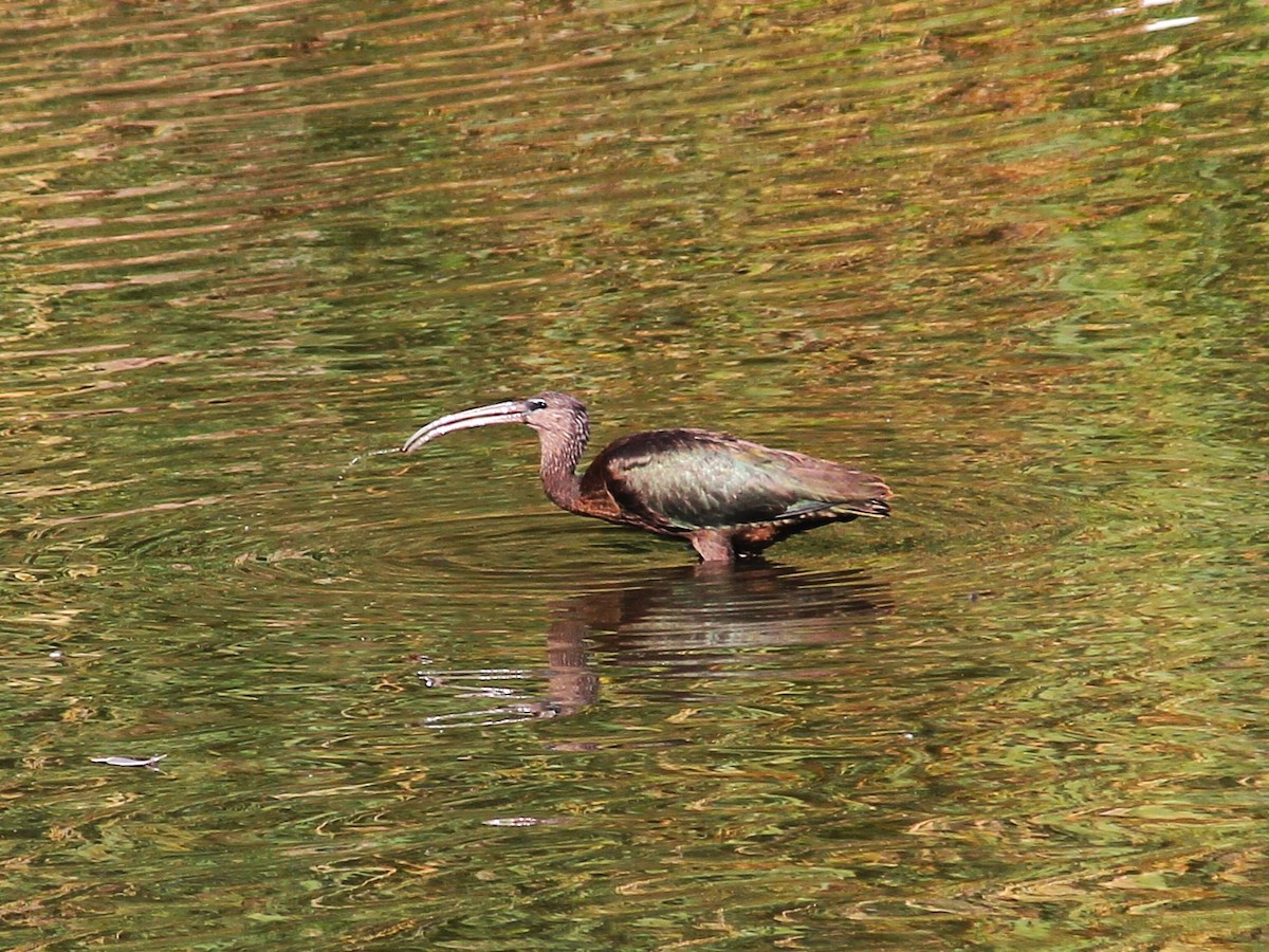 Glossy Ibis - ML643084563