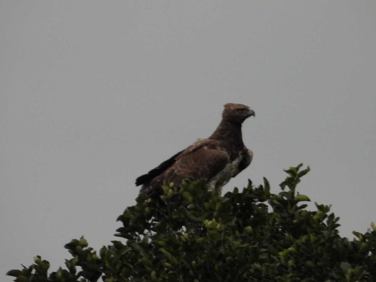 Martial Eagle - ML643084585