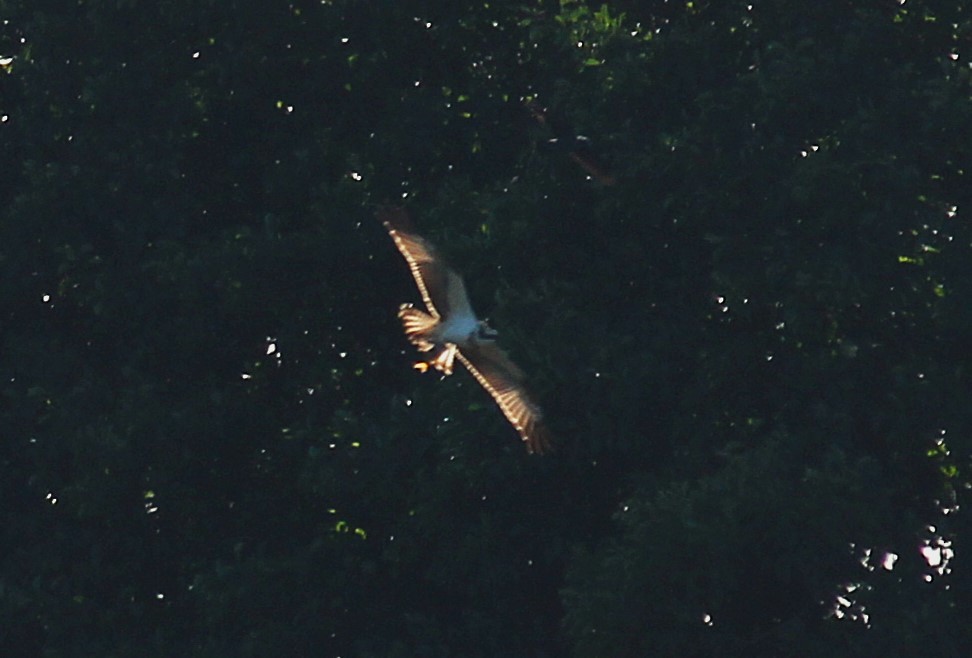 Osprey - ML643084594