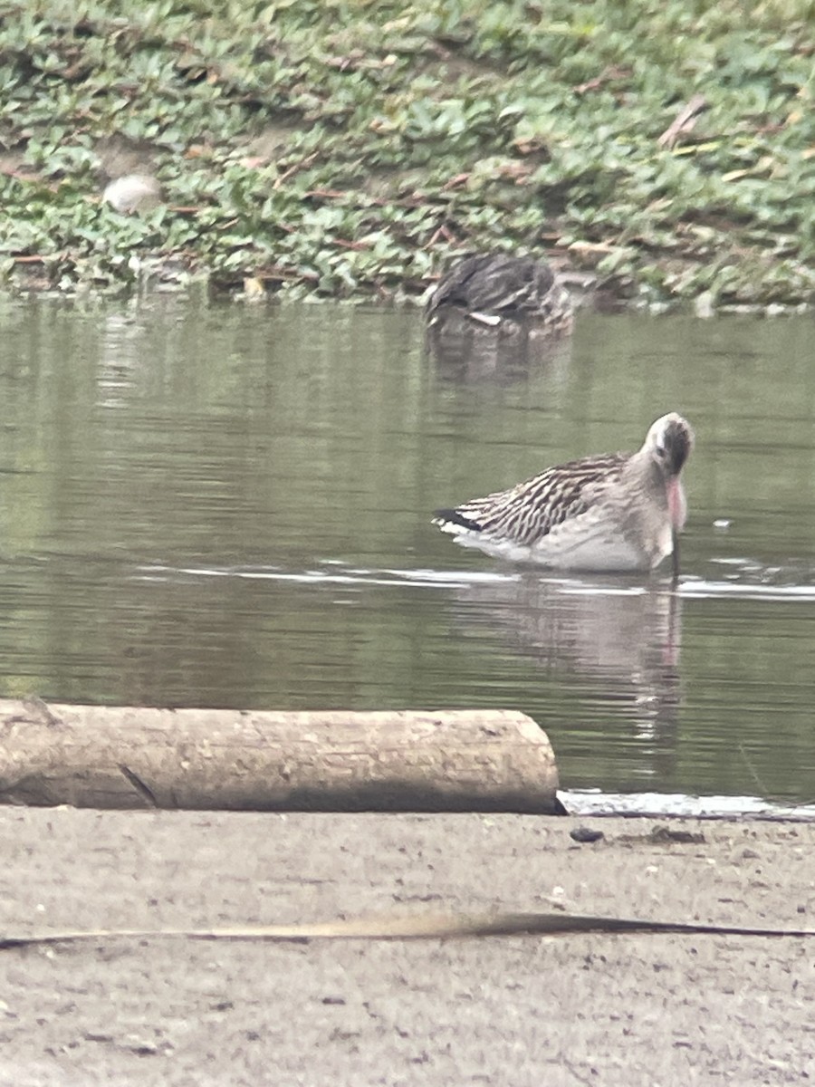 Bar-tailed Godwit - ML643084616