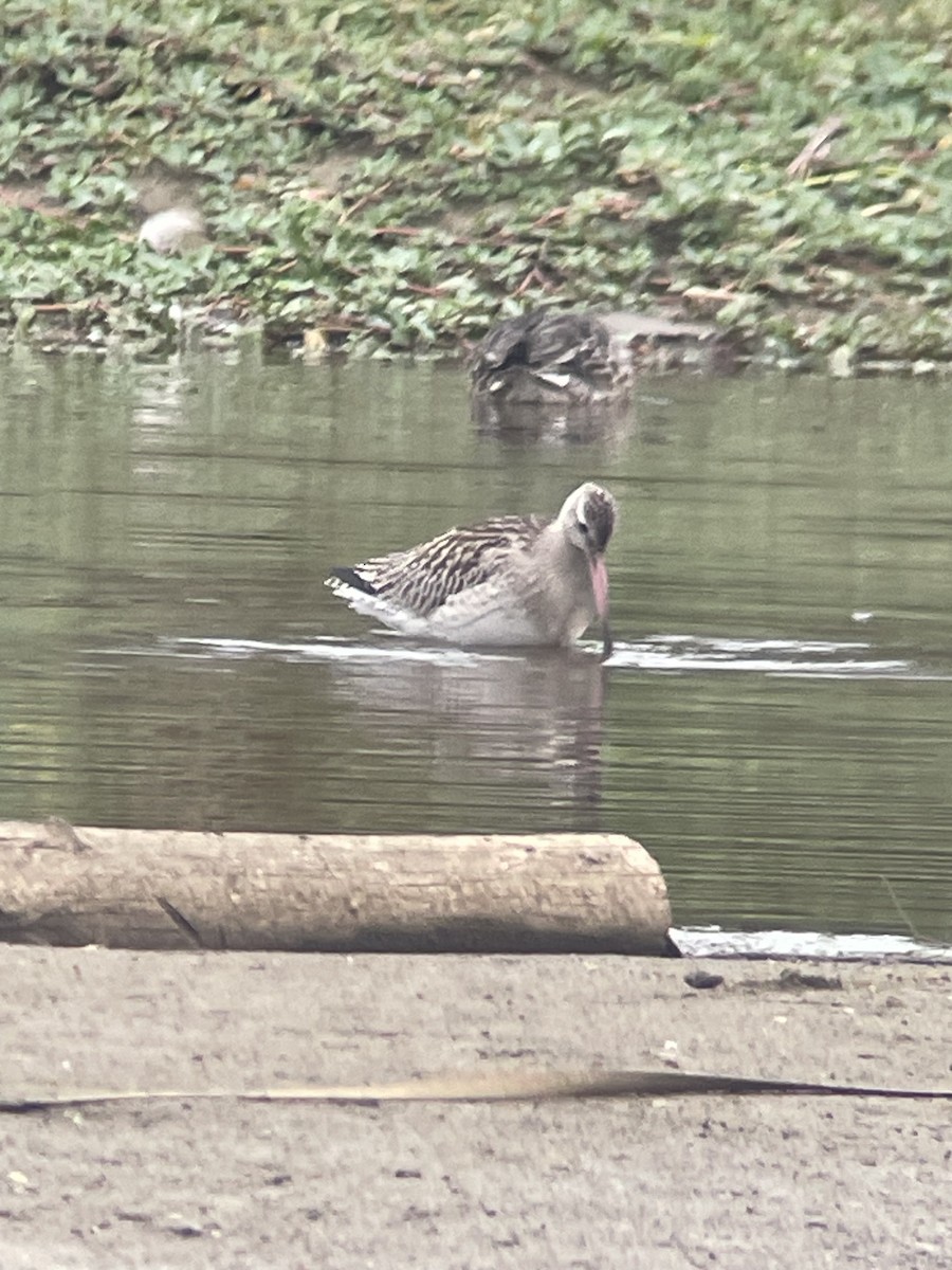 Bar-tailed Godwit - ML643084617