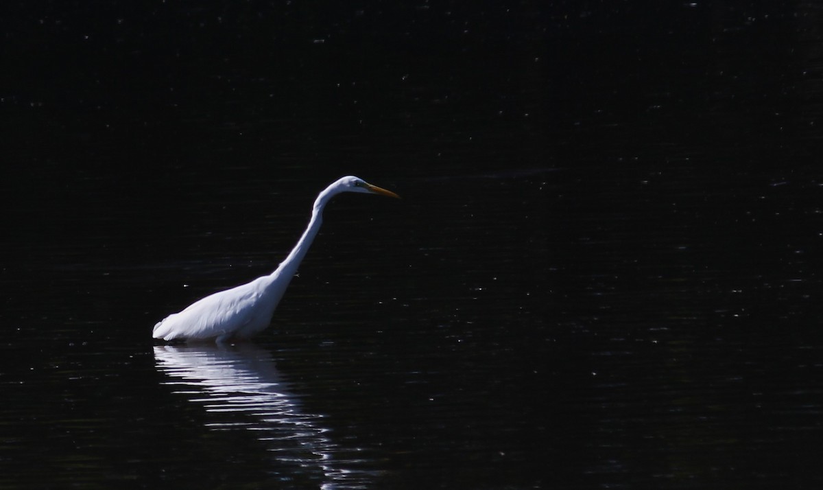 Great Egret - ML643084630