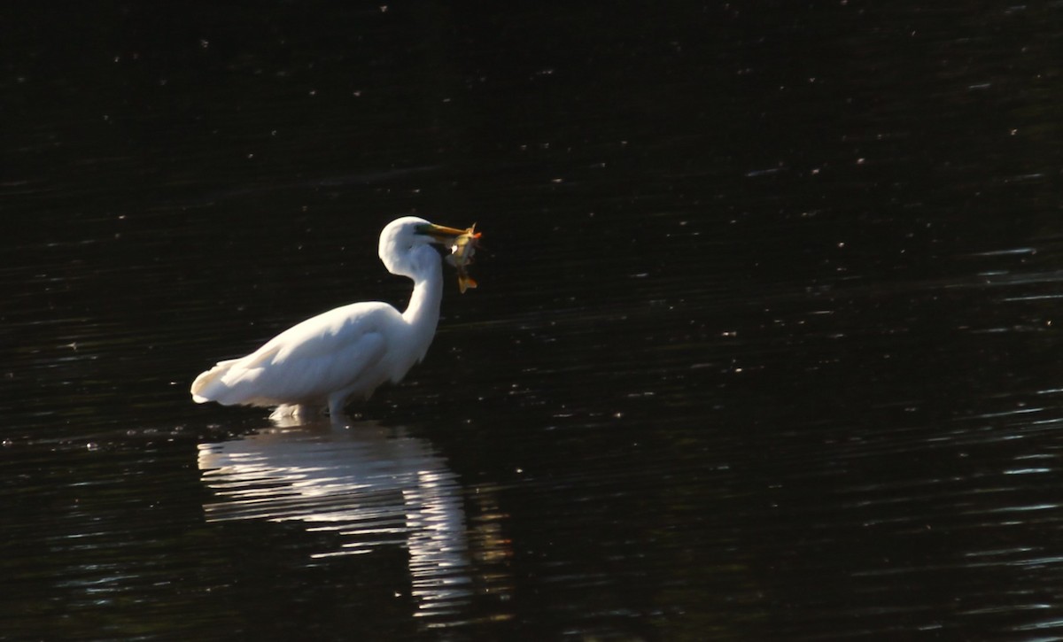 Great Egret - ML643084636