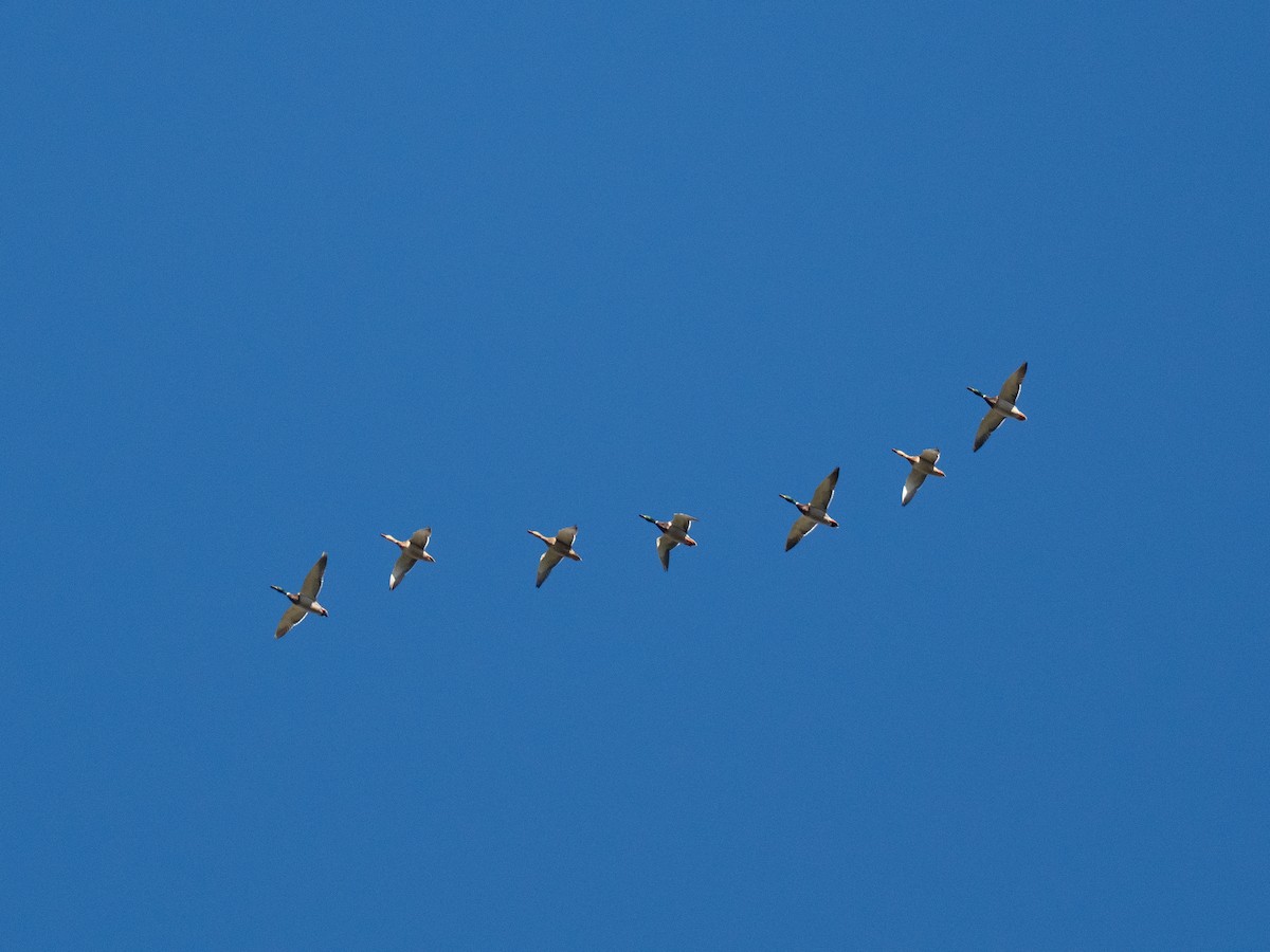 Mallard - ML643084644