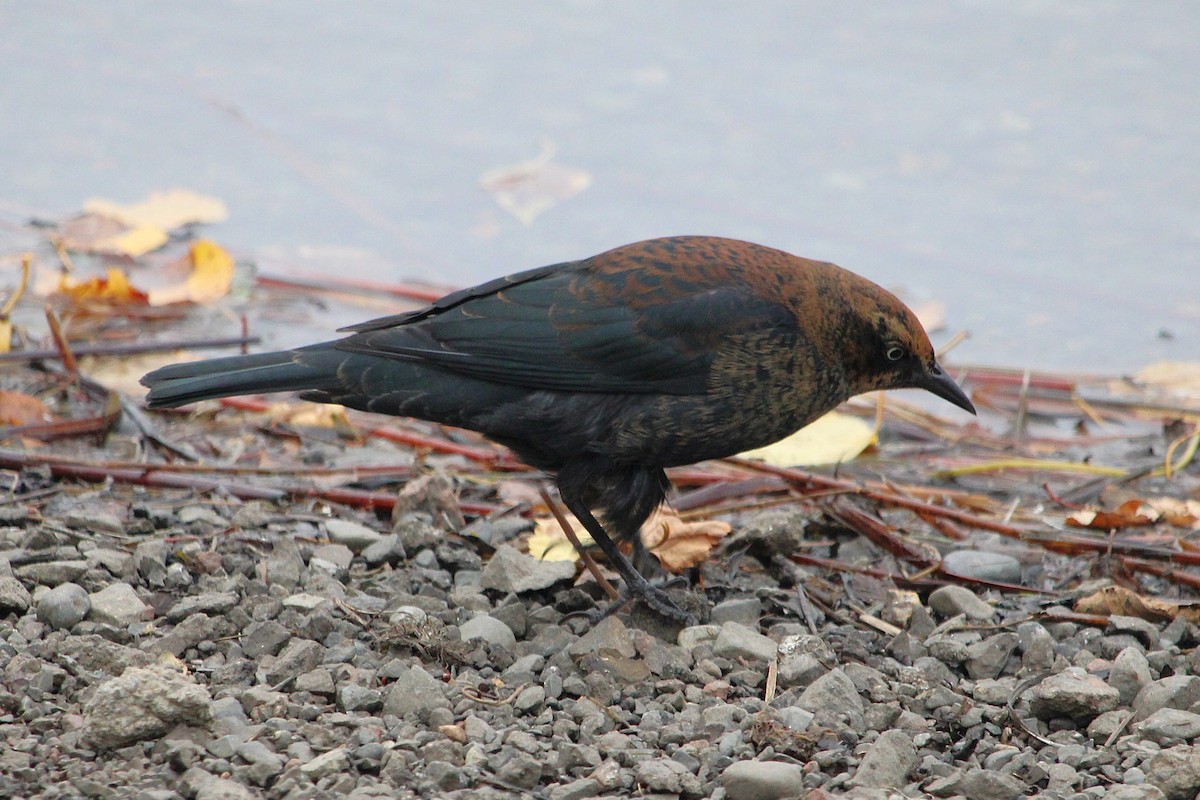 Rusty Blackbird - ML643084647
