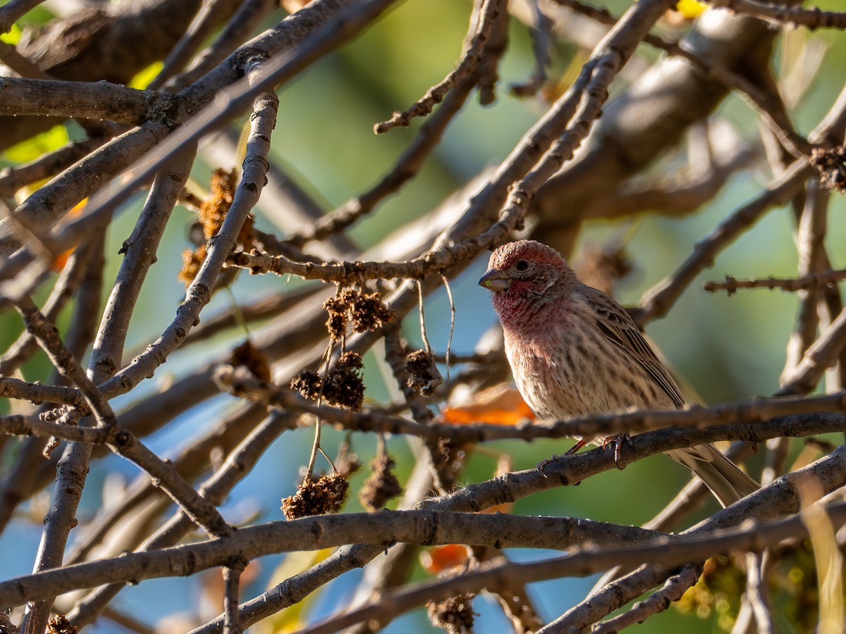 House Finch - ML643084653