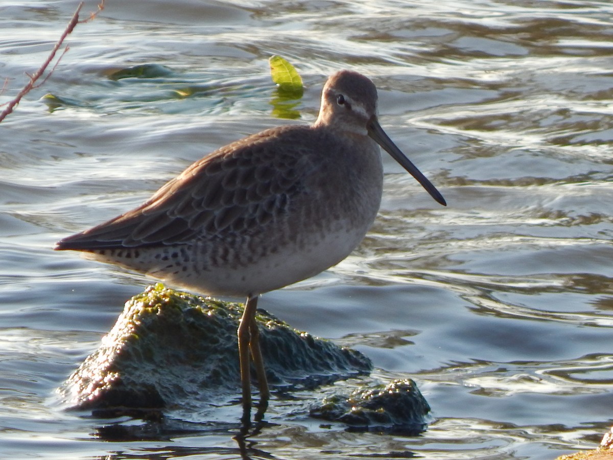 Long-billed Dowitcher - ML643084671