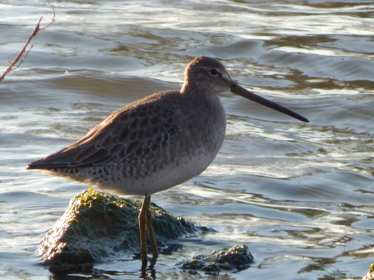 Long-billed Dowitcher - ML643084672