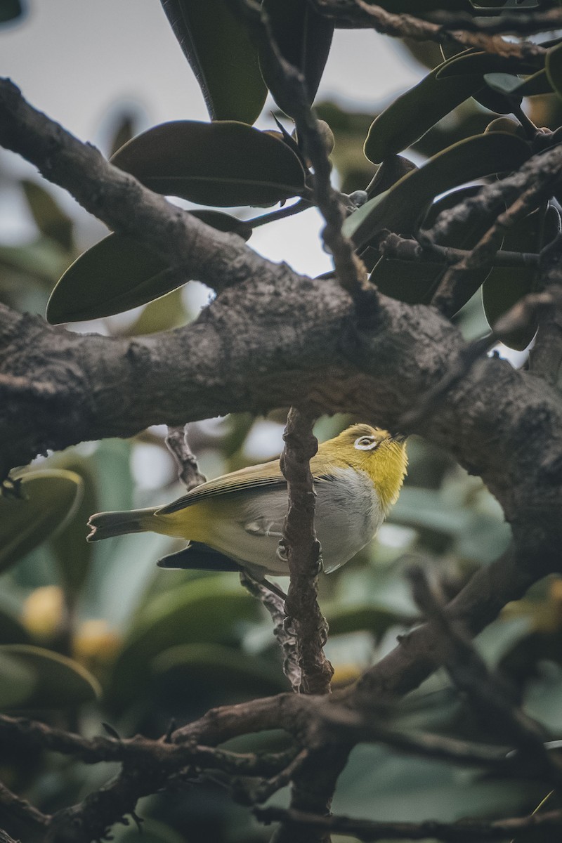 Swinhoe's White-eye - ML643084701