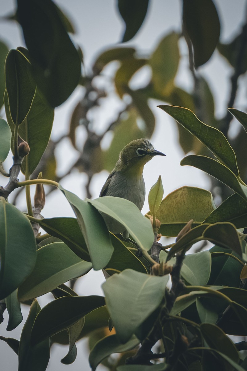 Swinhoe's White-eye - ML643084702