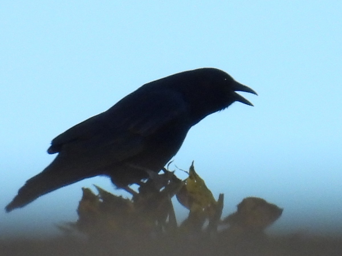 アメリカガラス - ML643084703