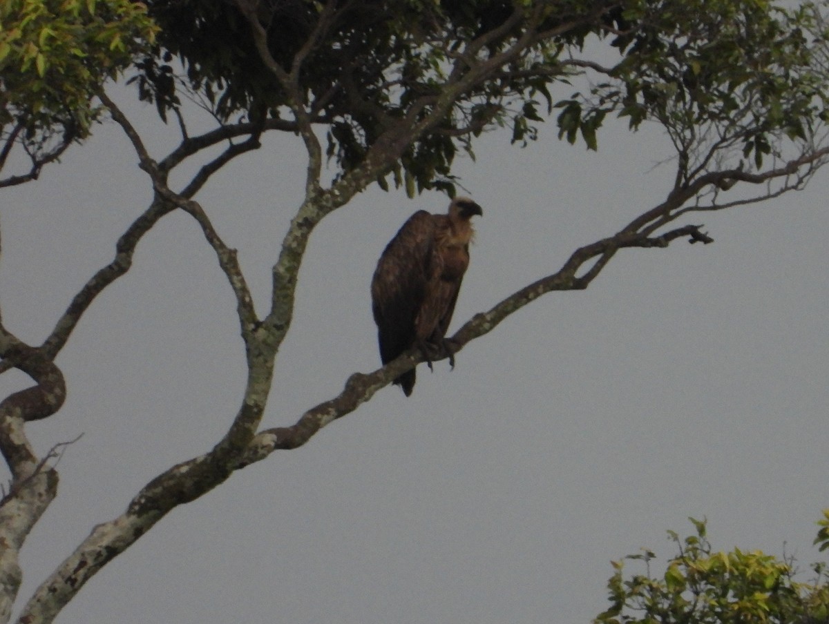 White-backed Vulture - ML643084704