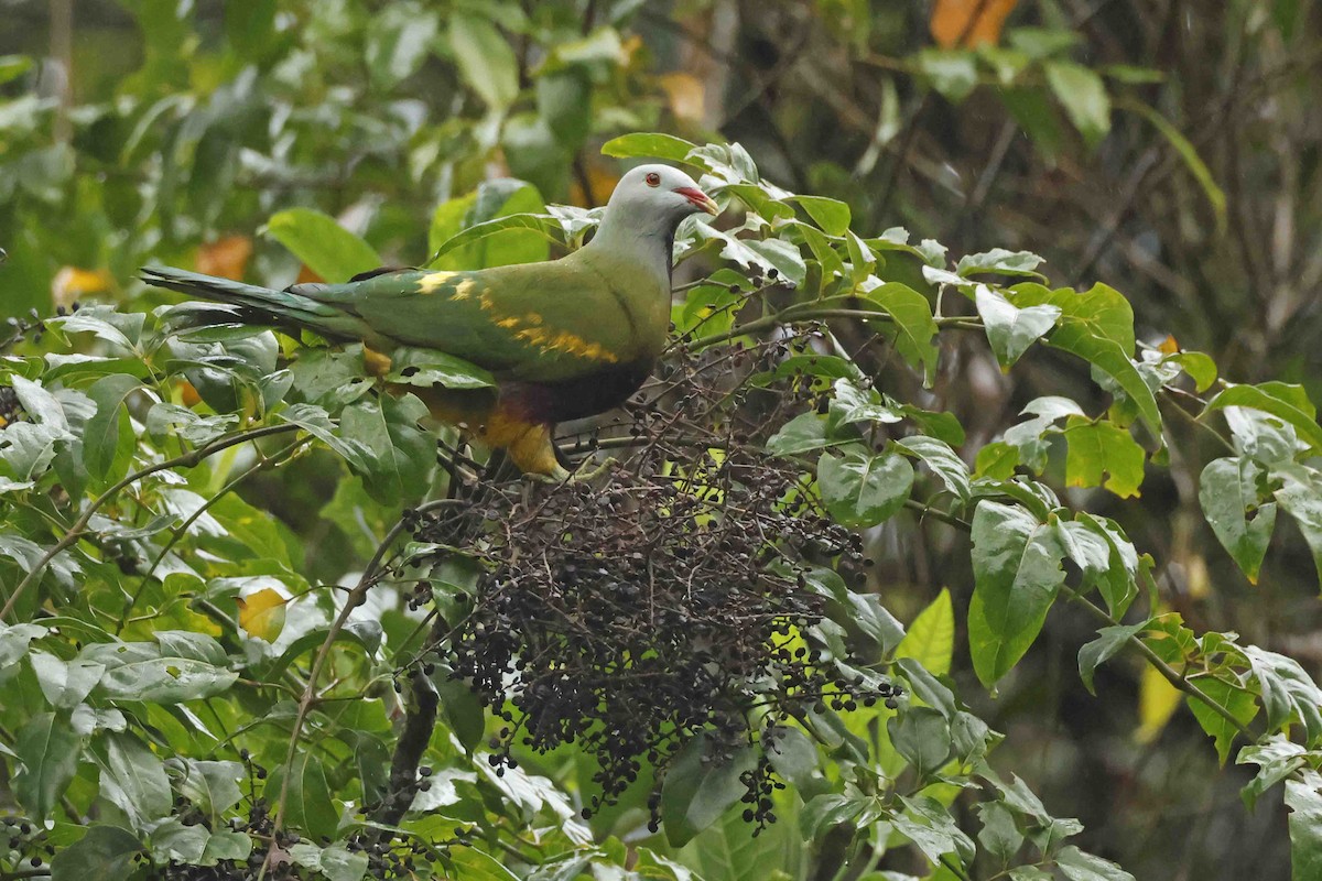 Wompoo Fruit-Dove - ML643084715