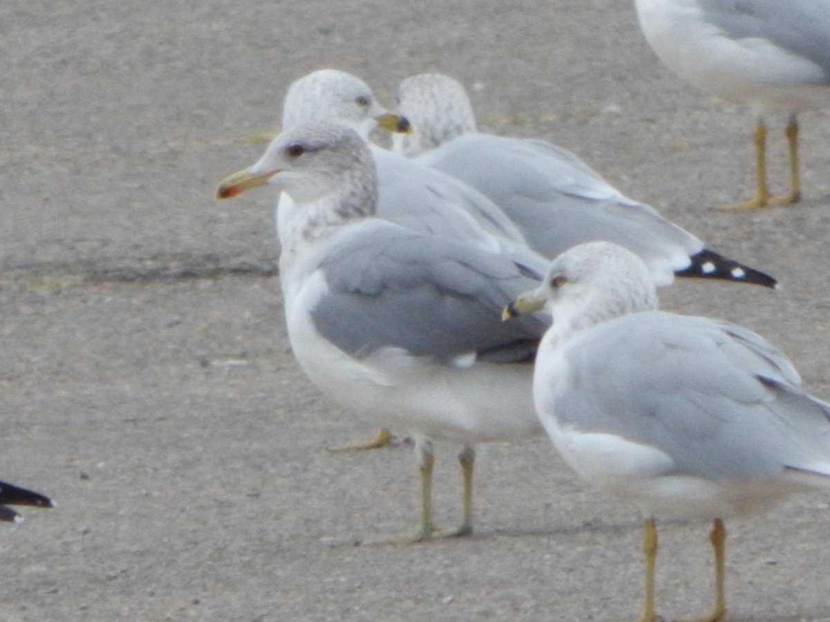 California Gull - ML643084722