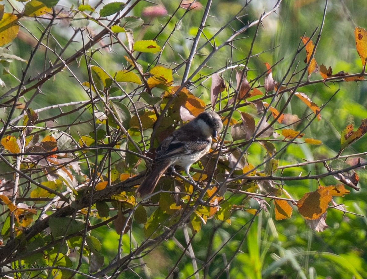 クロビタイセアカモズ - ML643084723