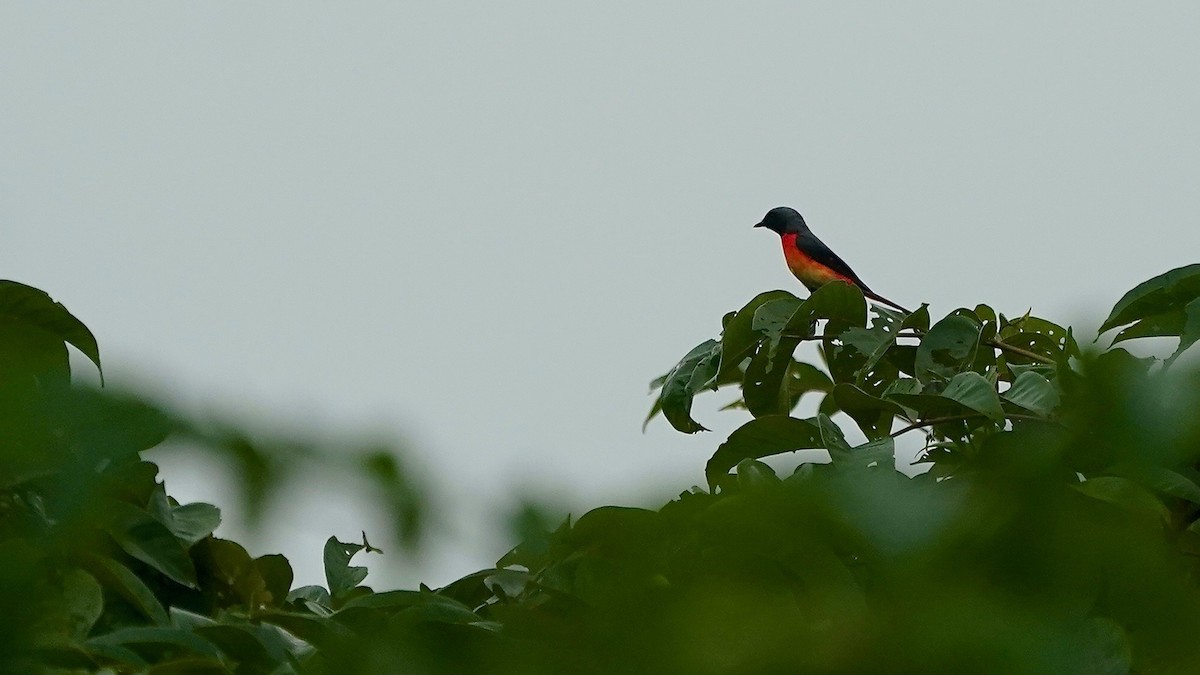 Small Minivet - ML643084728