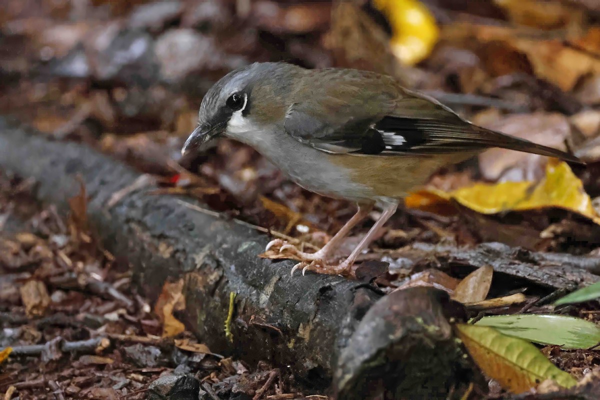 Gray-headed Robin - ML643084764