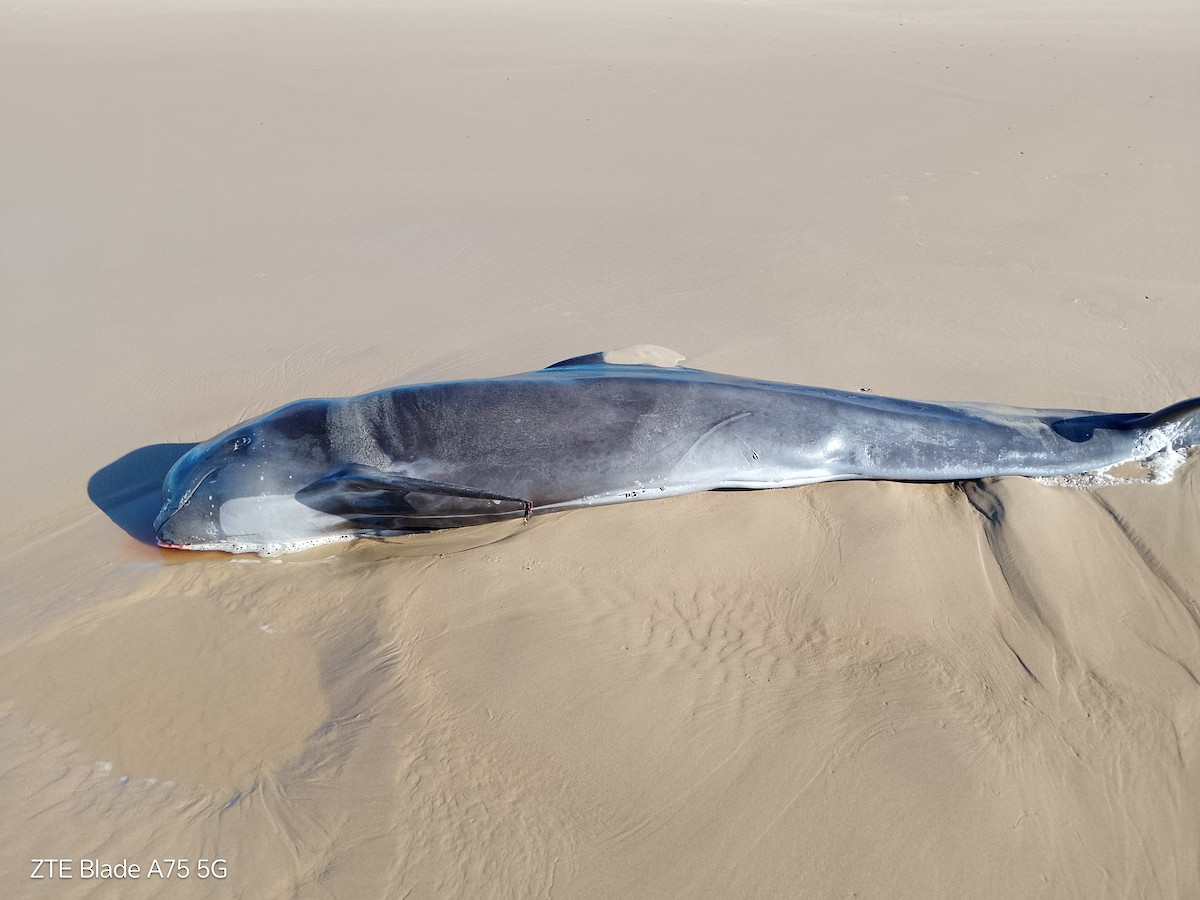 動物界 - ML643084767