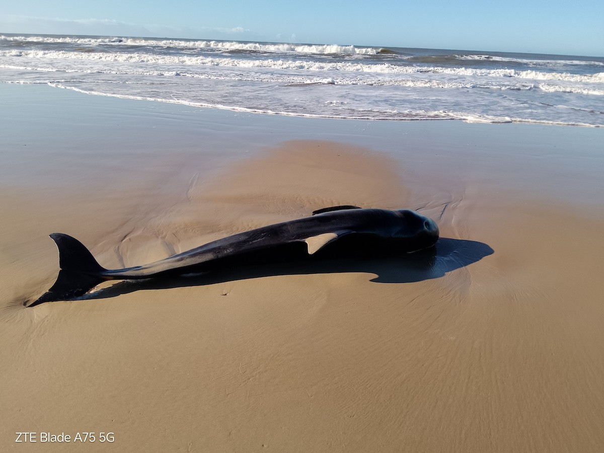 動物界 - ML643084769