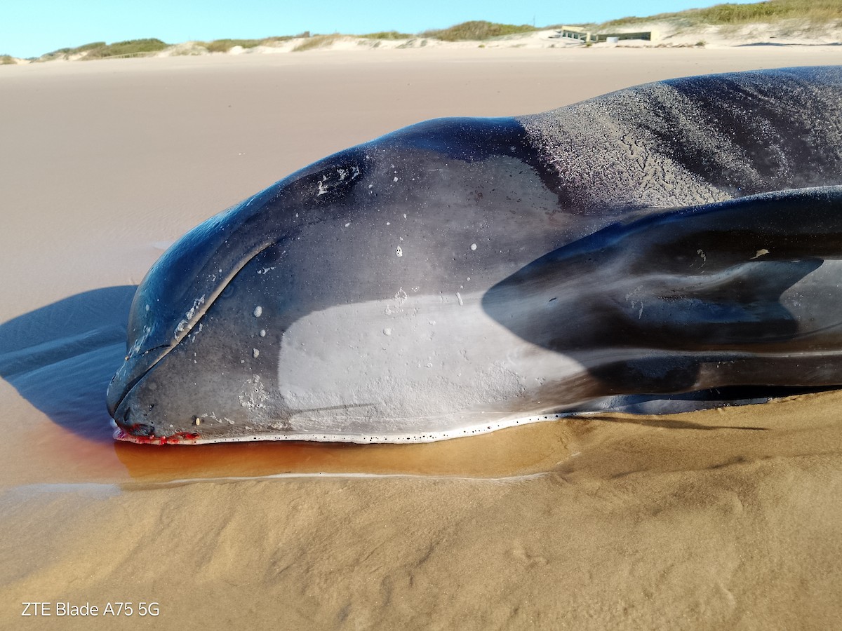 動物界 - ML643084770