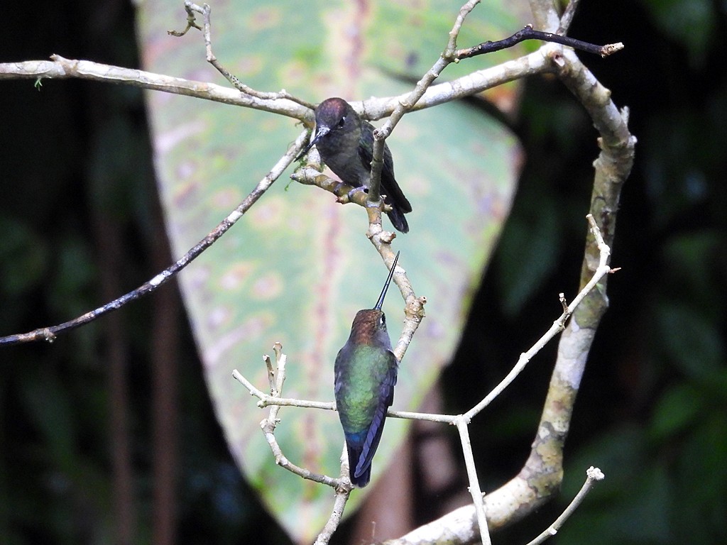 Green-fronted Lancebill - ML643084814