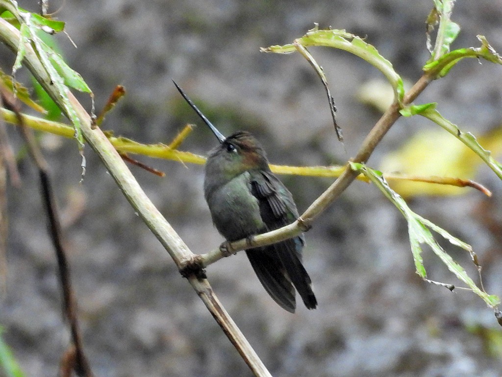 Green-fronted Lancebill - ML643084815