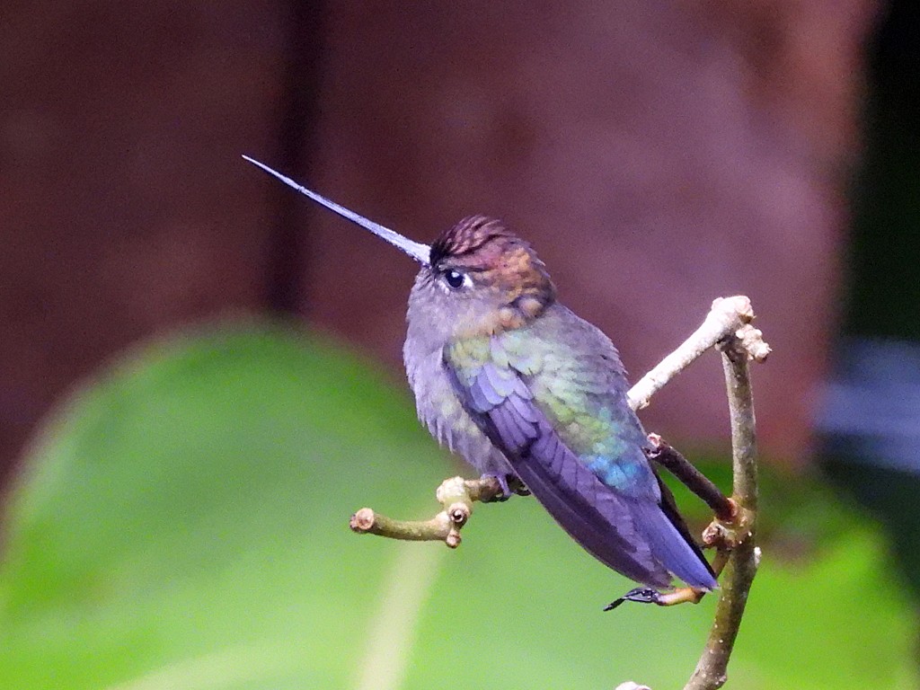Green-fronted Lancebill - ML643084816