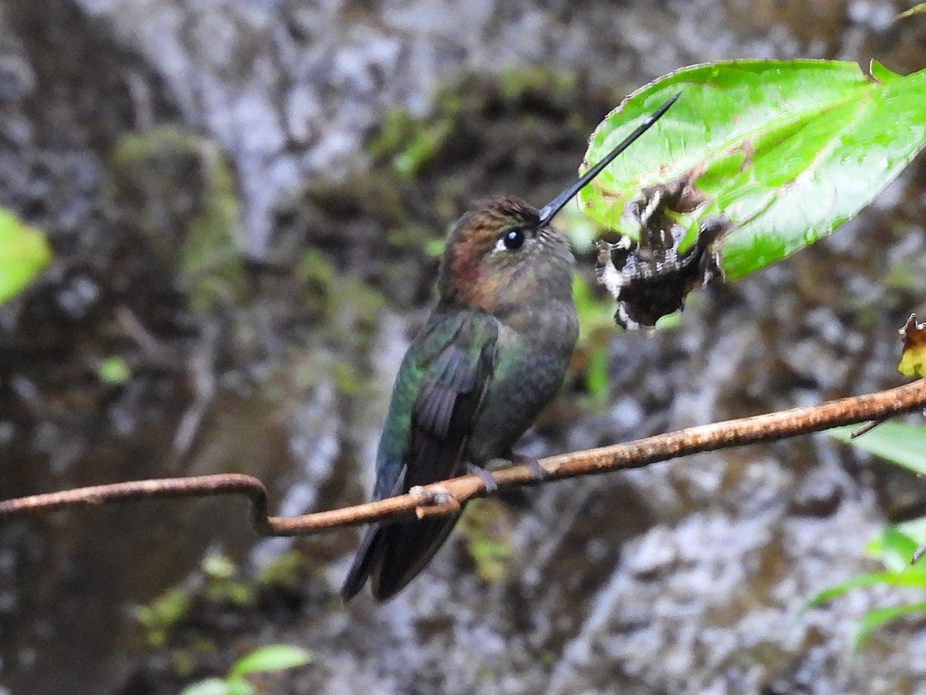 Green-fronted Lancebill - ML643084817