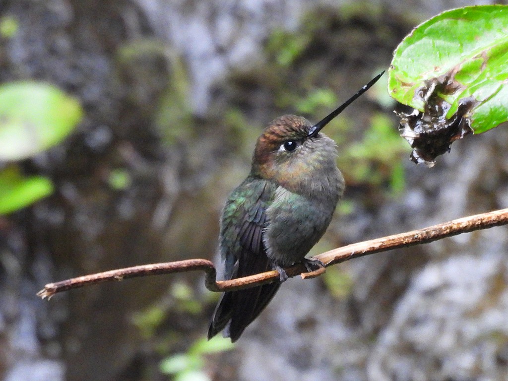Green-fronted Lancebill - ML643084818