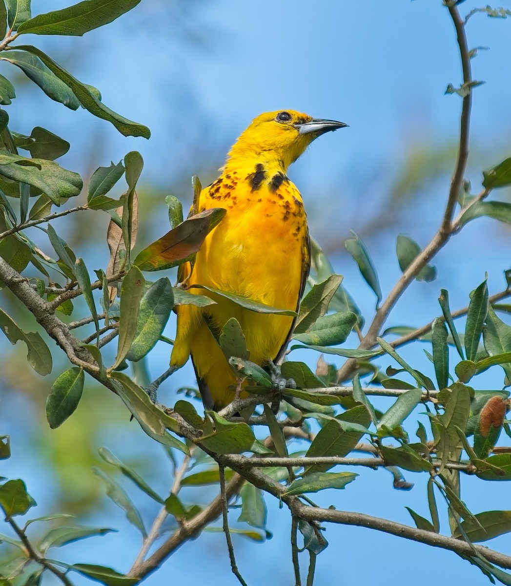 Spot-breasted Oriole - ML643084852