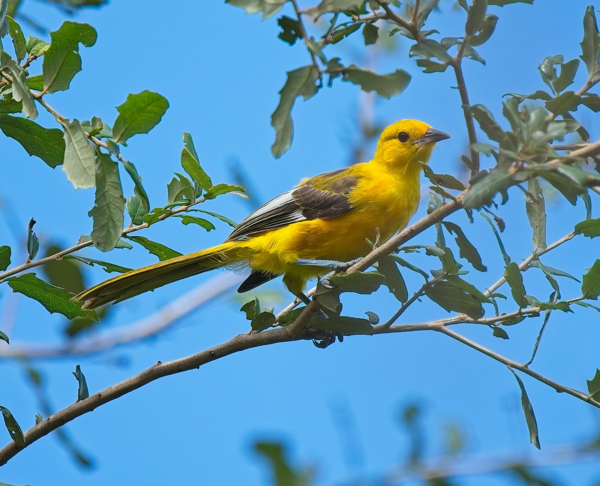 Spot-breasted Oriole - ML643084853