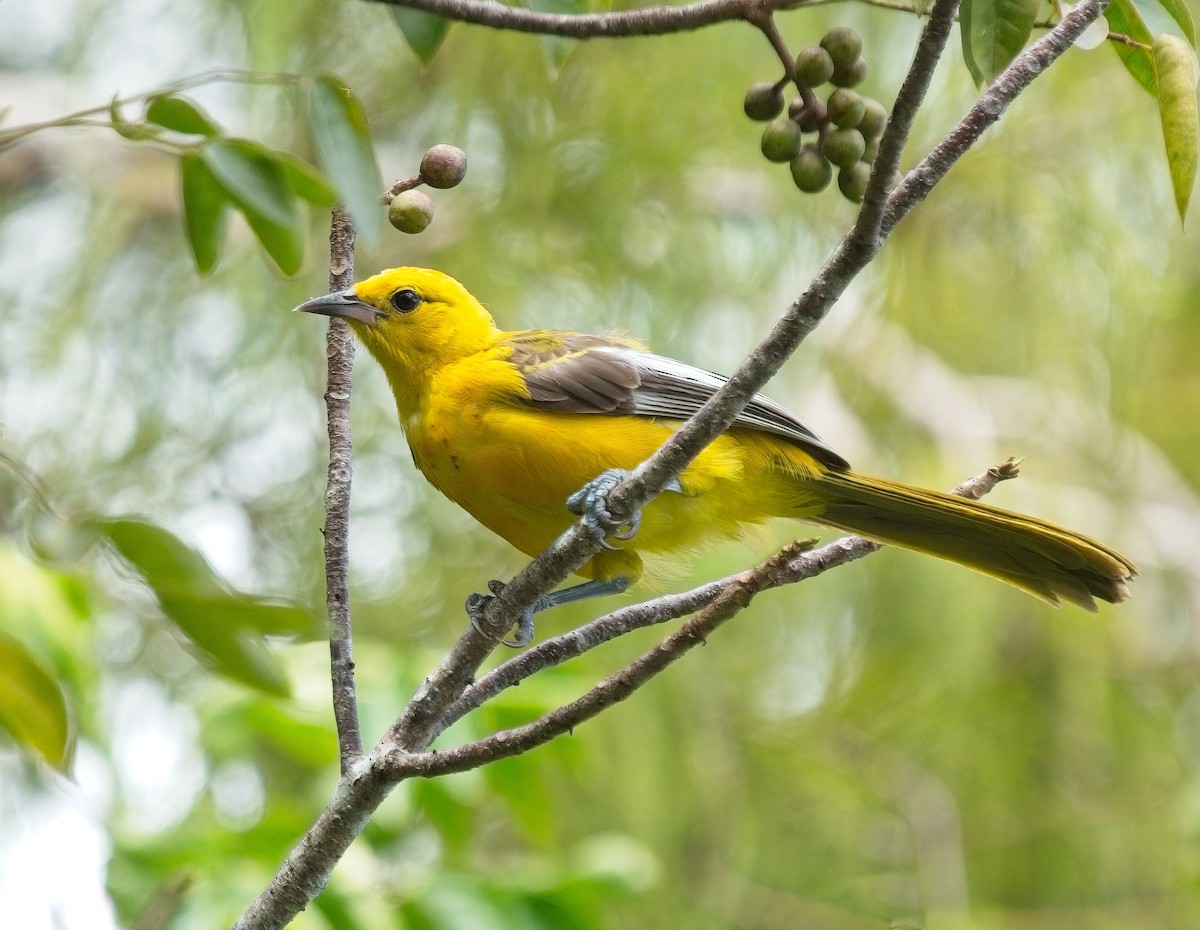 Spot-breasted Oriole - ML643084854
