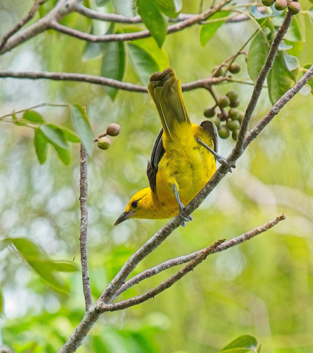 Spot-breasted Oriole - ML643084855