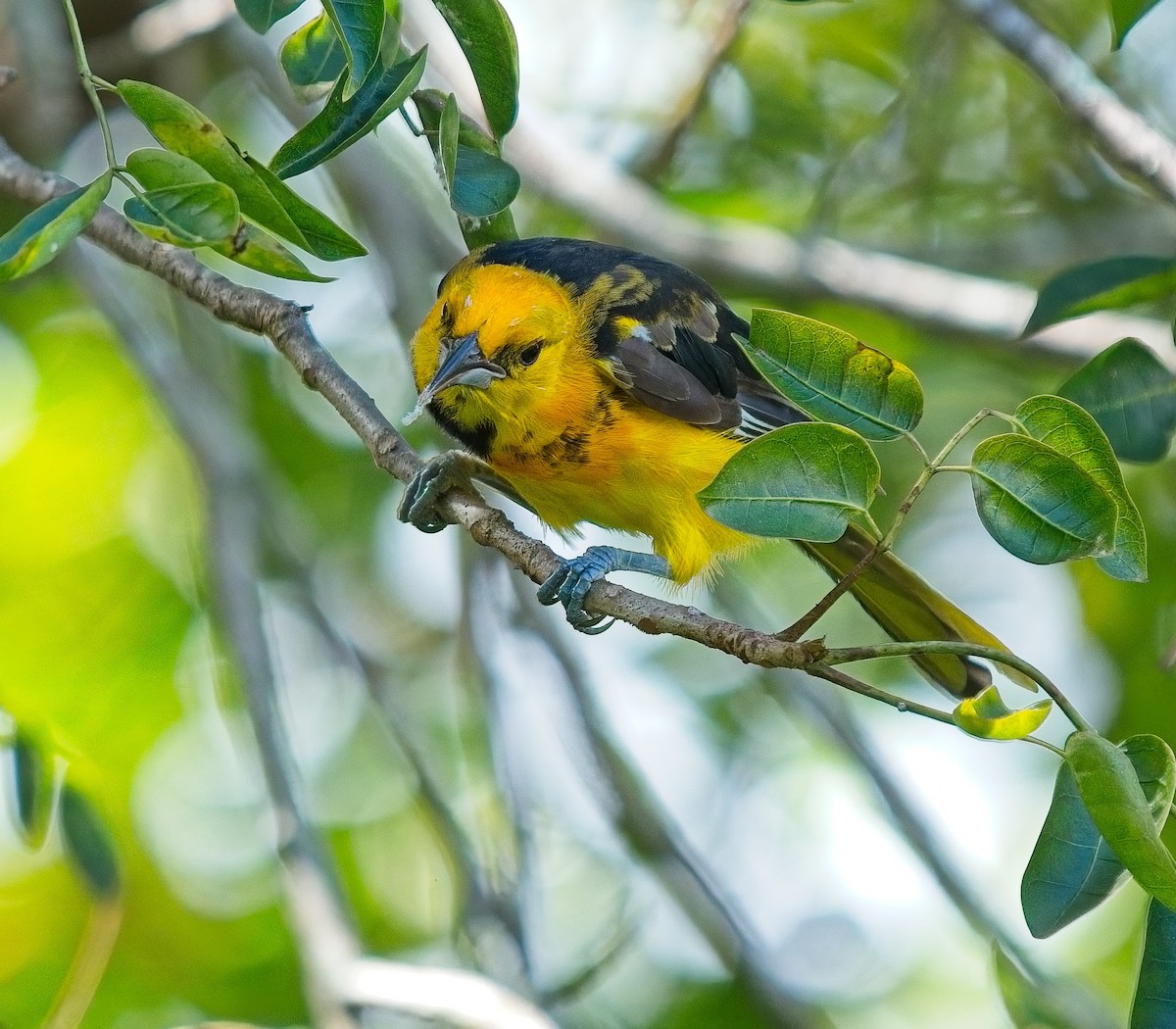 Spot-breasted Oriole - ML643084857