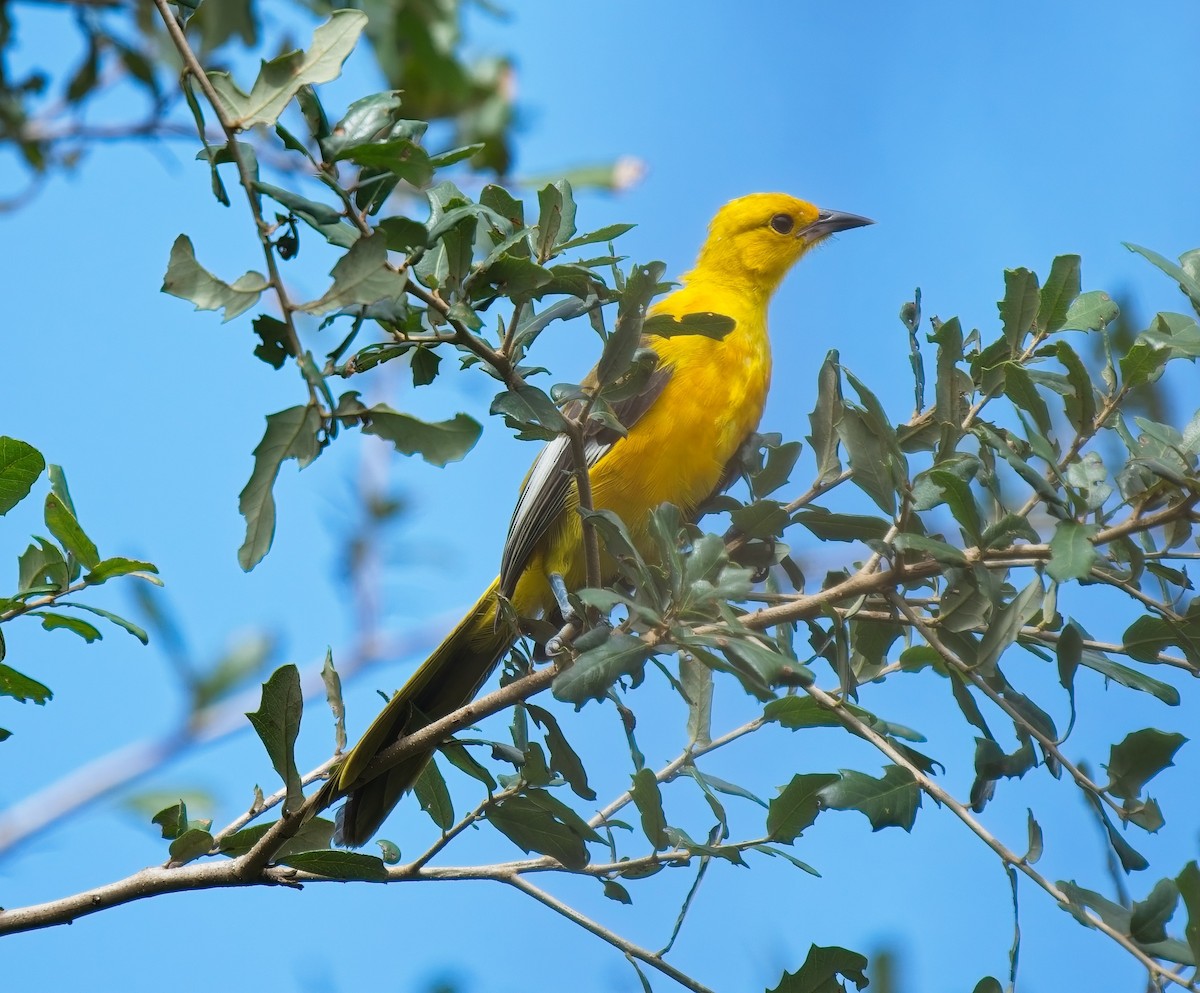 Spot-breasted Oriole - ML643084858