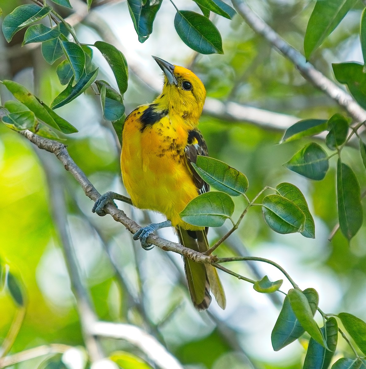 Spot-breasted Oriole - ML643084859