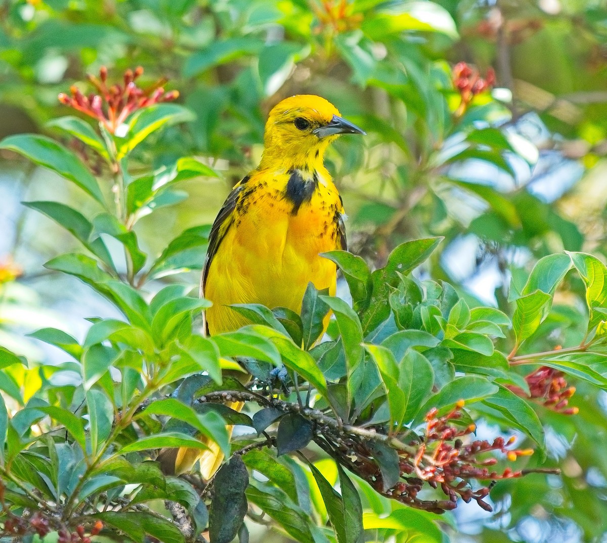 Spot-breasted Oriole - ML643084860