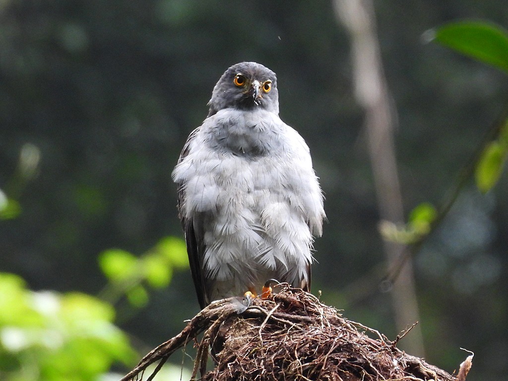 Bicolored Hawk - ML643084862