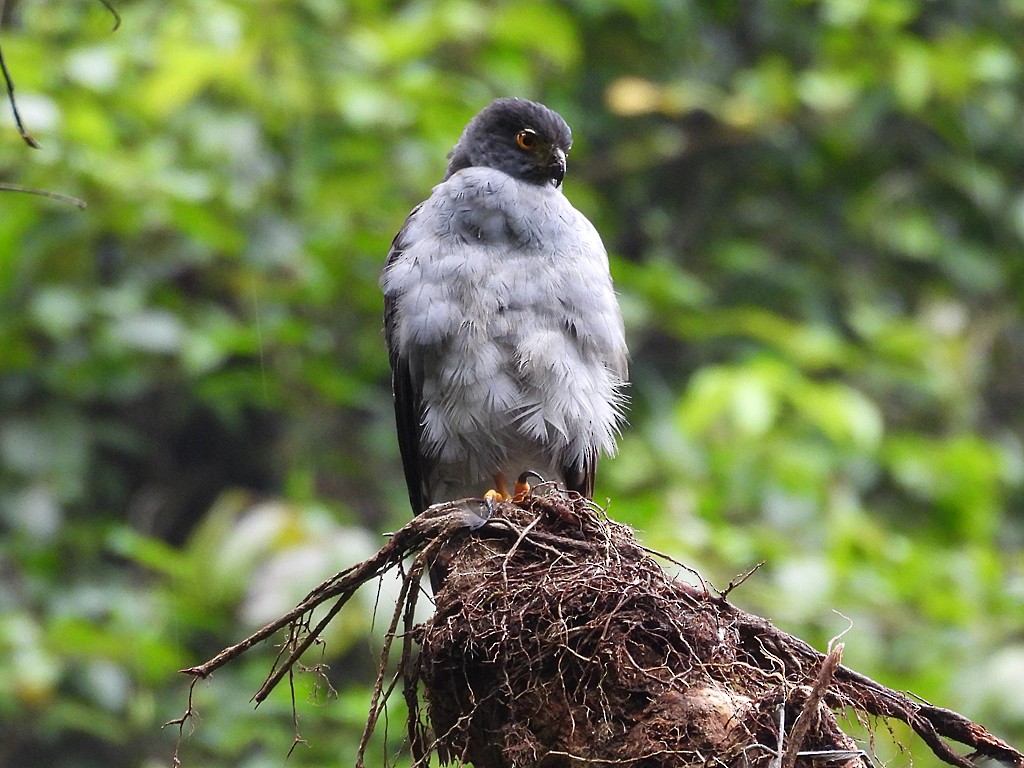 Bicolored Hawk - ML643084863