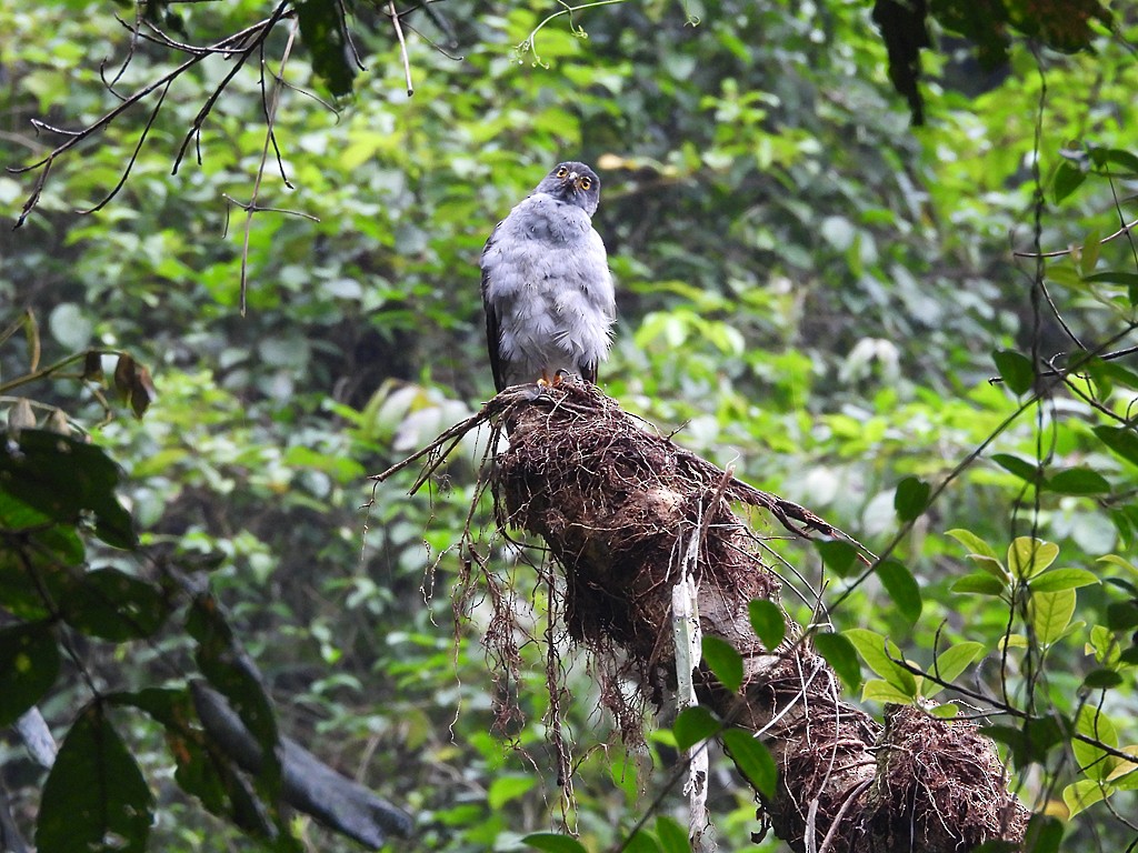 Bicolored Hawk - ML643084864