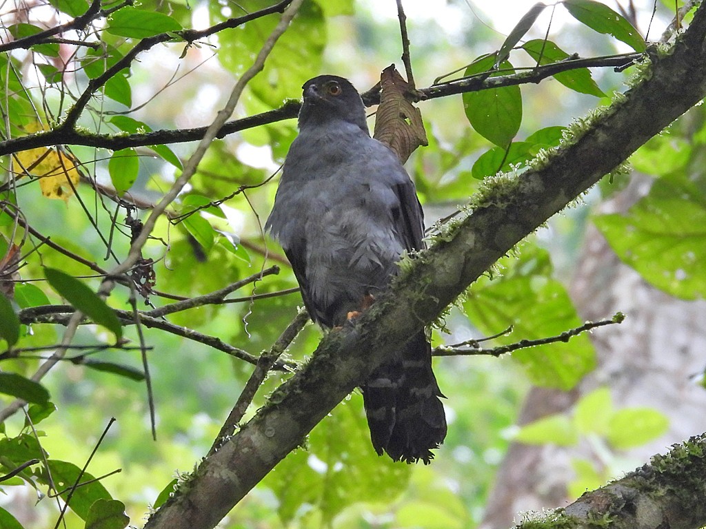 Bicolored Hawk - ML643084866