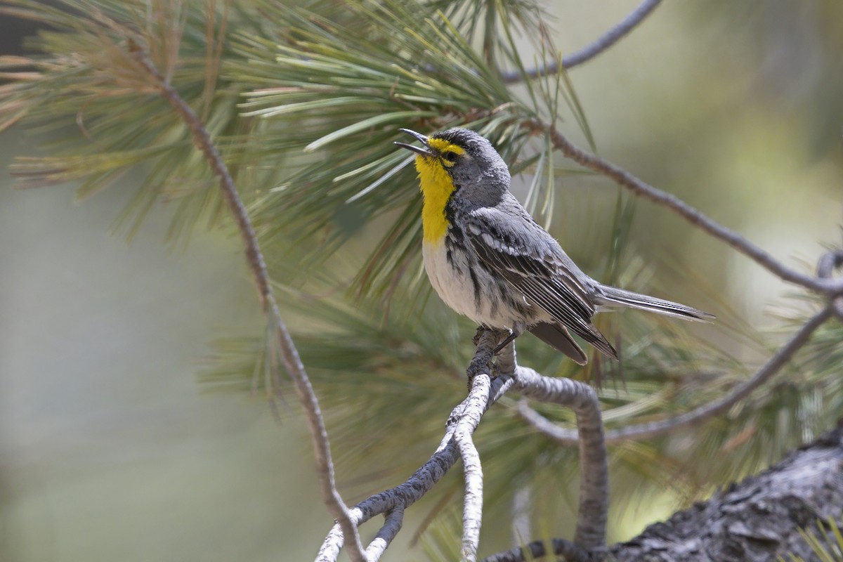 Grace's Warbler - ML643084869