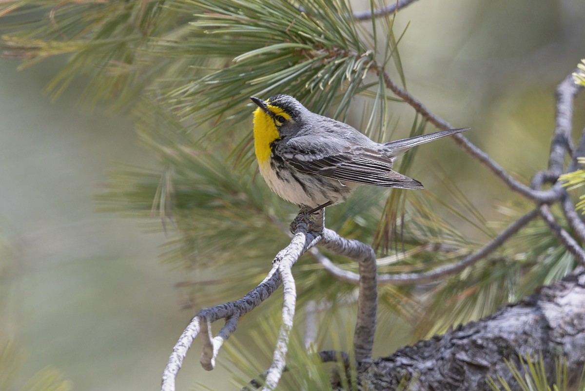 Grace's Warbler - ML643084872