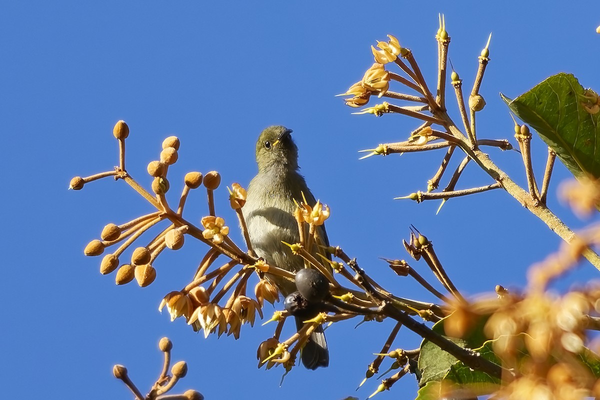 Sunda Honeyeater - ML643084874
